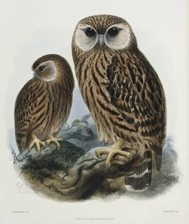 Image: Keulemans, John Gerrard, 1842-1912 :Sceloglaux albifacies. J. G. Keulemans del. Mintern Bros Imp. [London, 1876]