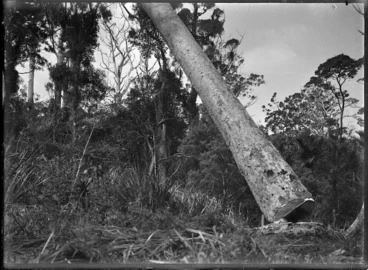 Image: Falling kauri tree.