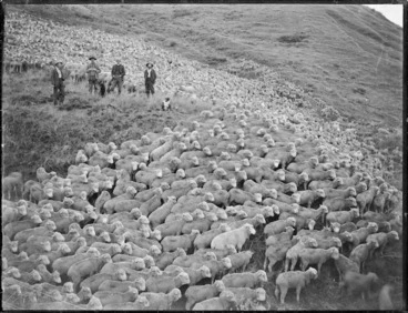 Image: Mustering sheep