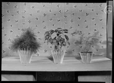 Image: Three potplants on display