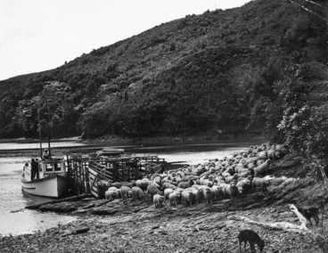 Image: Sheep being unloaded from a boat in the Marlborough Sounds