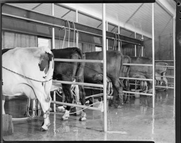 Image: Cows being machine milked