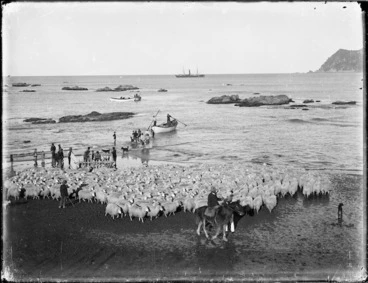 Image: Sheep for transportation at Waipiro Bay beach
