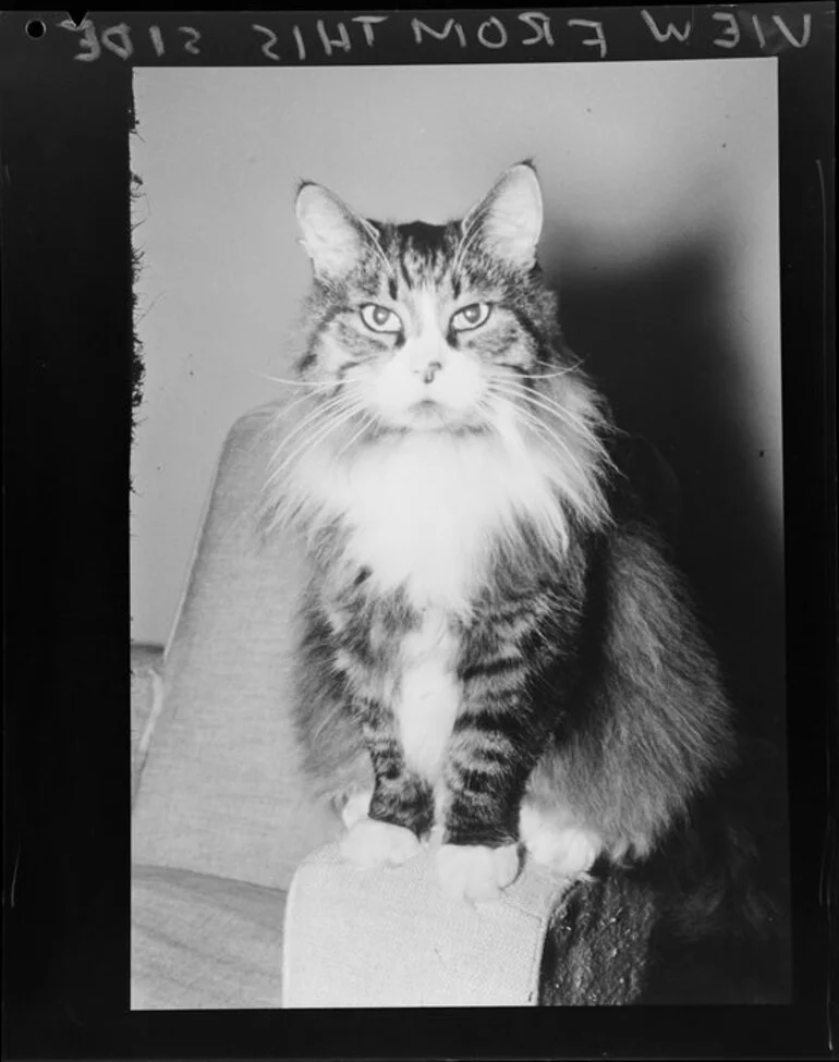 Image: Fluffy cat in armchair