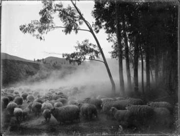Image: Mustering sheep on a station behind Waipiro Bay