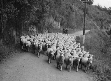 Image: Sheep and drover on the Parapara Road to Wanganui, from Raetihi