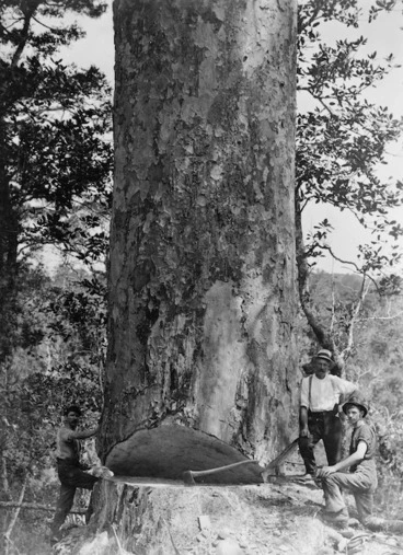 Image: Three men chopping down a kauri tree