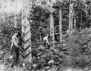 Image: Tapping rubber trees in Samoa