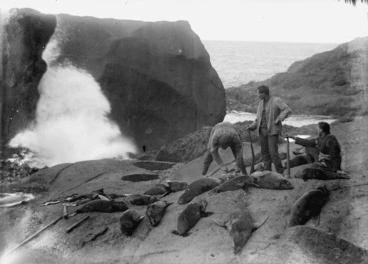 Image: Men with clubbed seals, Campbell Island