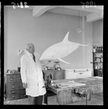 Image: Unidentified man with a plaster cast of a dolphin, at the Dominion Museum, Wellington