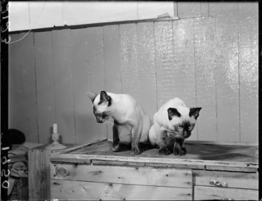Image: Two Siamese cats