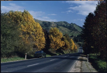 Image: View of road and trees with autumn colours, Bay of Plenty