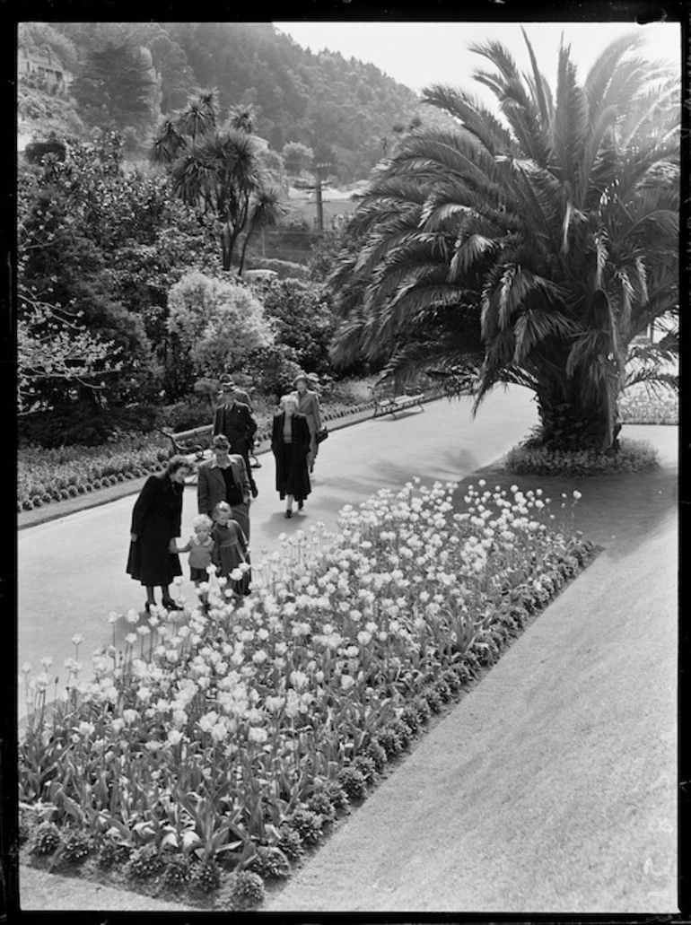 Image: Tulips, Wellington Botanic Garden