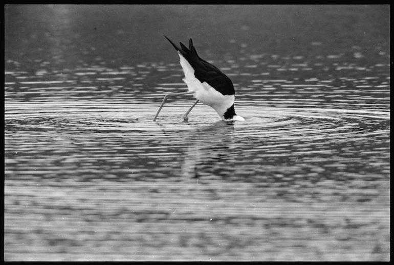 Image: Pied stilt, Pauatahanui Inlet, Porirua Harbour - Photograph taken by Ross Giblin