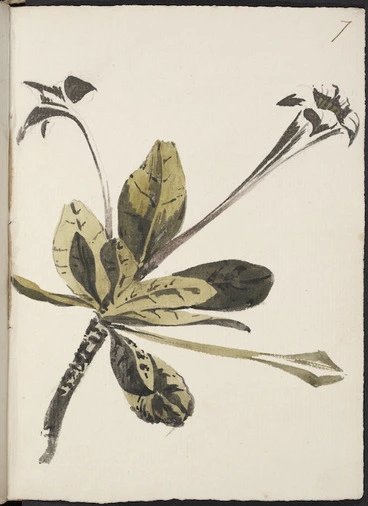 Image: [Hodges, William] 1744-1797 :Portlandia. [1773?]