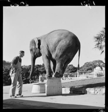 Image: Elephant at Wellington Zoo