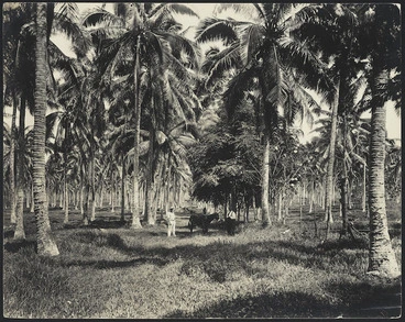 Image: View of Mulifanua coconut palm plantation, Samoa