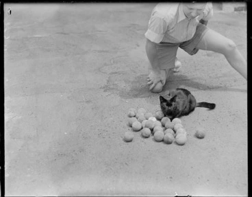 Image: Cat that collects tennis balls