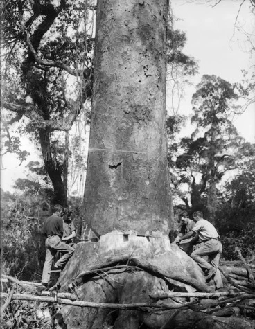 Image: Four men felling a kauri tree in Northland