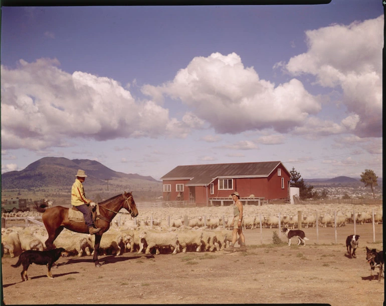 Image: Sheep at Wairakei Farm Settlement, Taupo