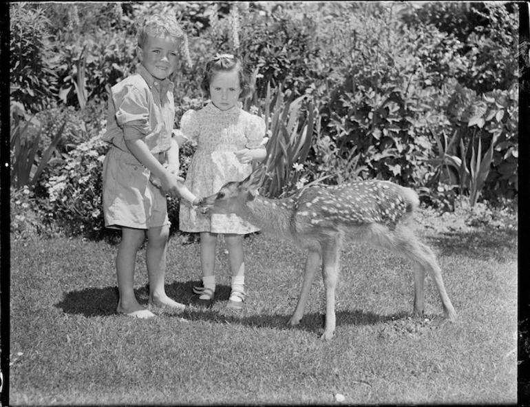 Image: Pet fawn