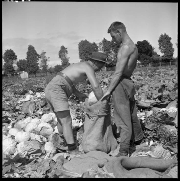 Image: Harvesting cabbages in Otaki, Kapiti Coast, Wellington, for United States servicemen
