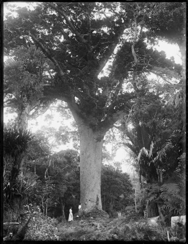 Image: Kauri tree, Northland