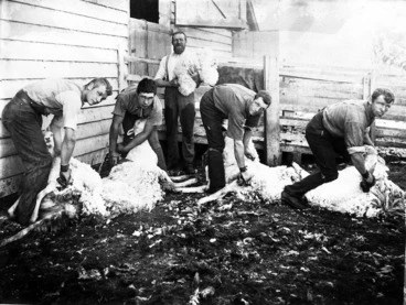 Image: Shearing sheep with hand shears