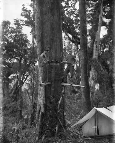 Image: Logging, Poverty Bay district