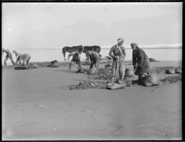 Image: Digging for toheroa, Northland