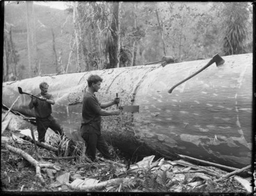 Image: Timber workers, Northland