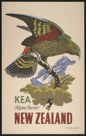 Image: King, Marcus, 1891-1983 :Kea (Alpine parrot), New Zealand [ca 1957]