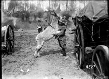 Image: Moses, the donkey mascot of the New Zealand Army Service Company, in a playful mood