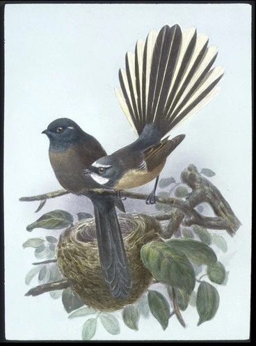 Image: Black fantail and pied fantail