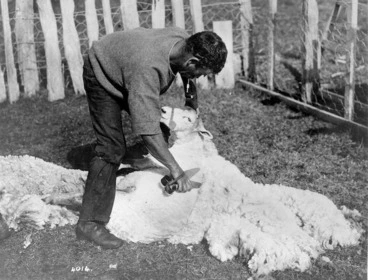 Image: Sheep shearing using hand shears