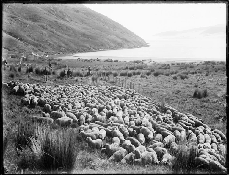 Image: Mustering sheep, Northland