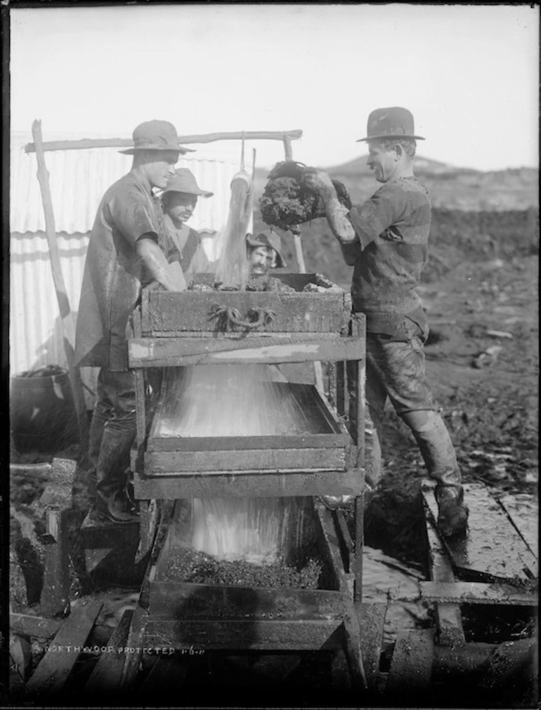 Image: Processing kauri gum, Northland