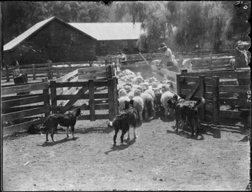 Image: Drafting sheep at a woolshed, Mangamahu