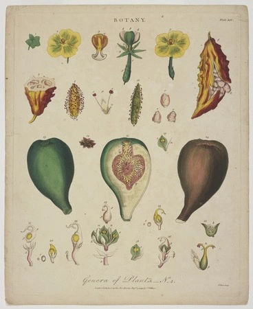 Image: Pass, John, 1783?-1832 [engraver] :Genera of plants. No. 4. Botany. Plate XIV. Pass sculp. London, J. Wilkes, August 4th 1799.
