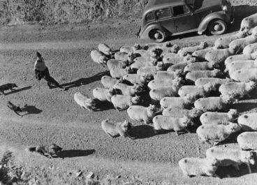 Image: Droving sheep, Gisborne Region