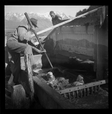 Image: Dipping sheep, Manuka Point Station, Canterbury