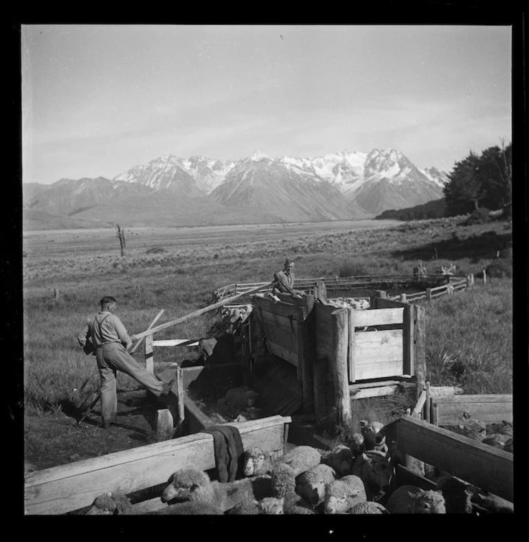 Image: Dipping sheep, Manuka Point Station, Canterbury