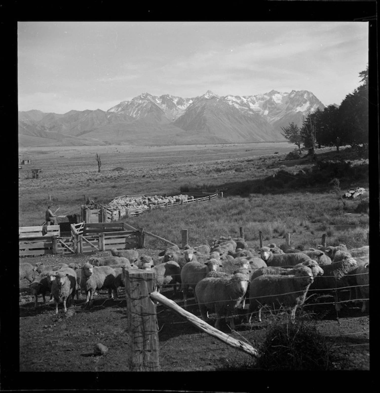 Image: Sheep in the yards, Manuka Point Station, Canterbury