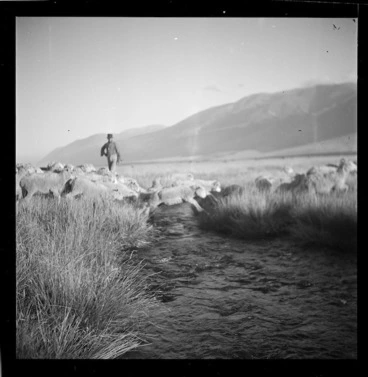 Image: Sheep jumping a creek, Manuka Point Station
