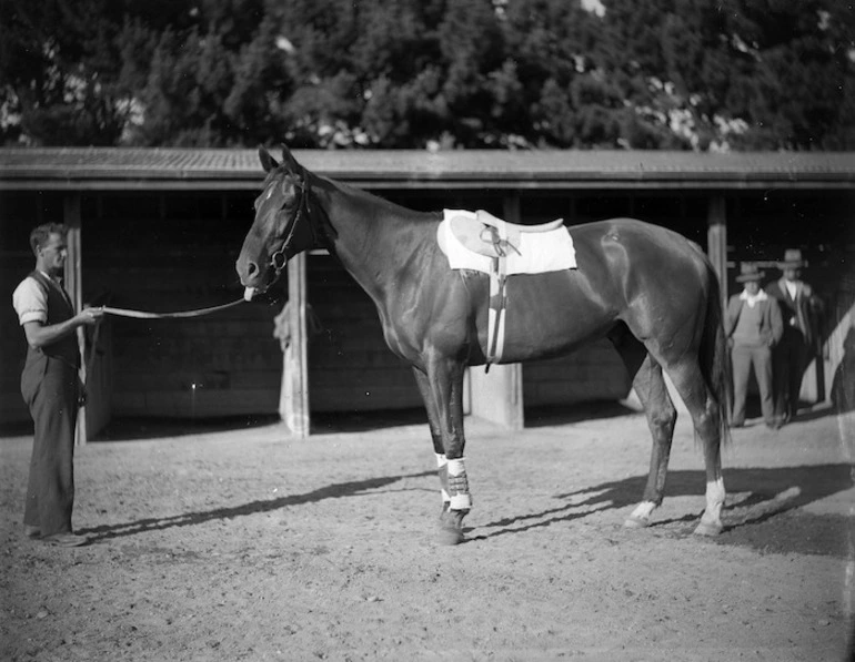 Image: The horse Phar Lap