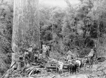 Image: Bullock team and timber workers alongside a Kauri tree