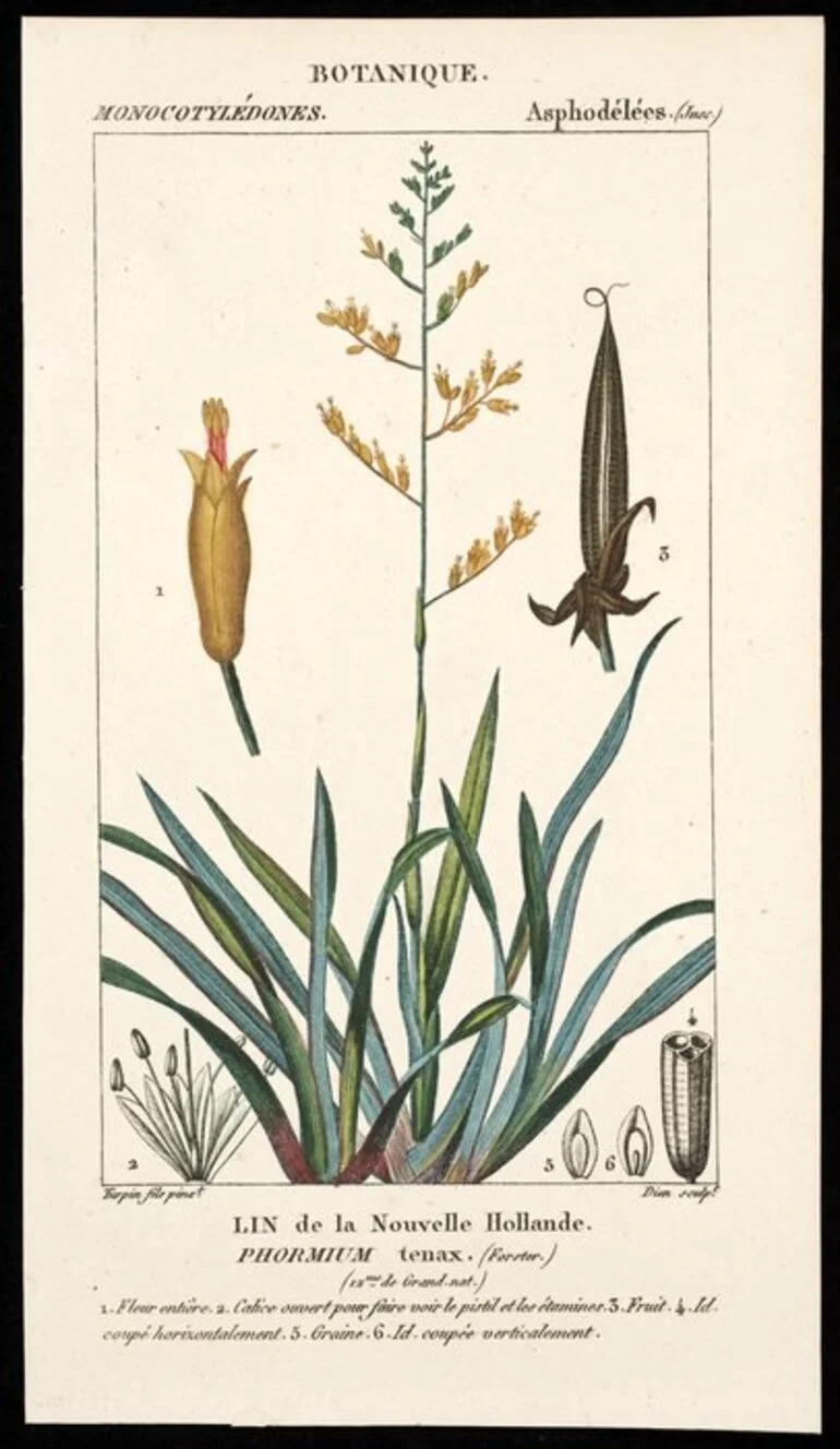 Image: Turpin, Pierre Jean Francois, 1755-1840 :Lin de la Nouvelle Hollande. Phormium tenax (Forster). 12eme de grand. nat. Turpin fils pinxt; Dien sculpt. Botanique. Monocotyledones. Asphodelees (Juss) [1804-1806?]