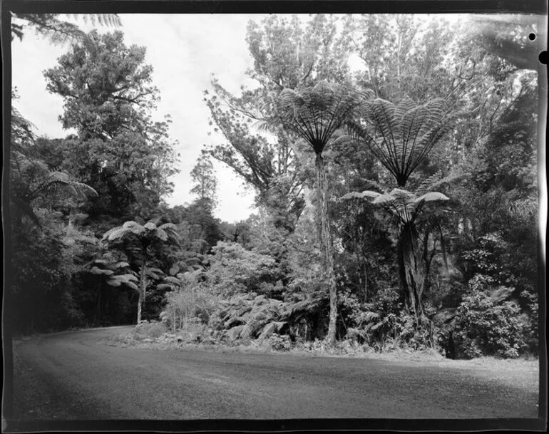 Image: Puketi Forest, Kerikeri