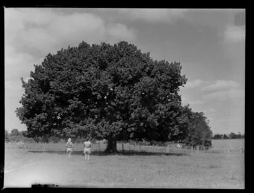 Image: Oldest oak tree, Waimate