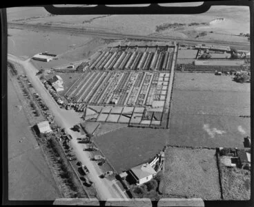 Image: Saleyards, Westfield, associated with freezing works